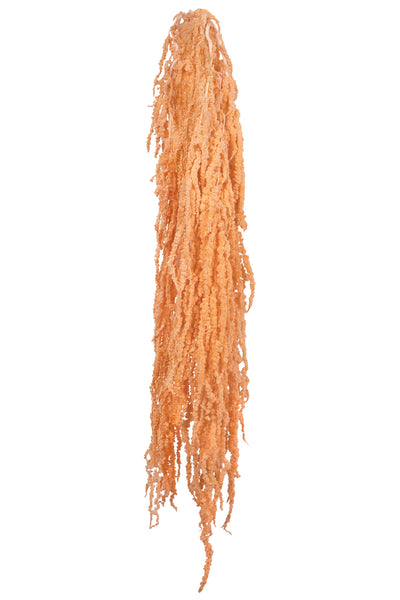 Crenguta conservata de Amaranthus H70-80 cm piersica