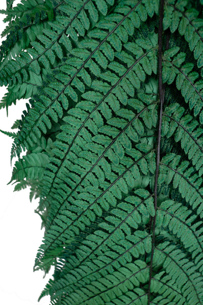 Feriga conservata H60-70 cm verde inchis