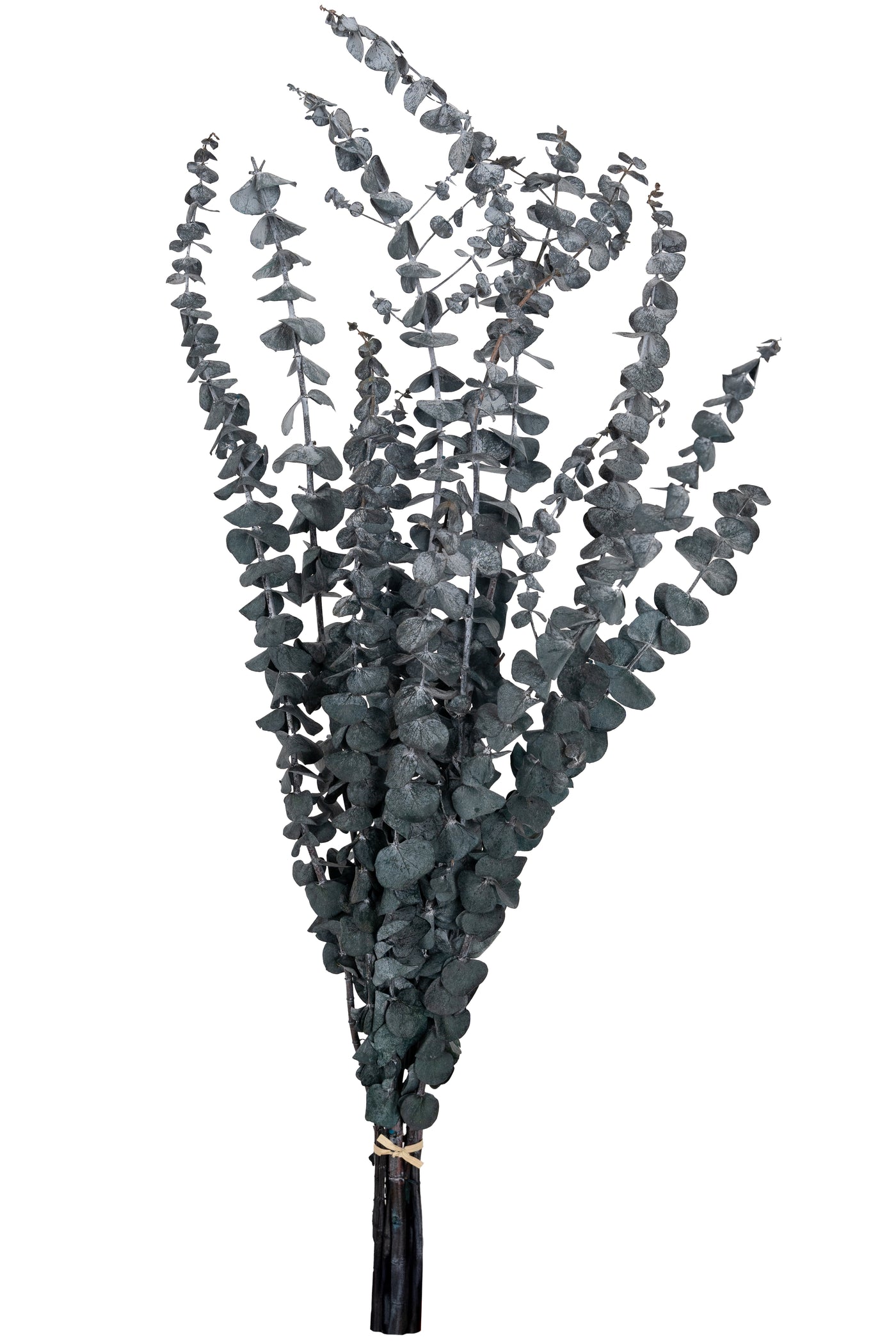 Crenguta conservata de Eucalipt Baby H60-70 cm. verde