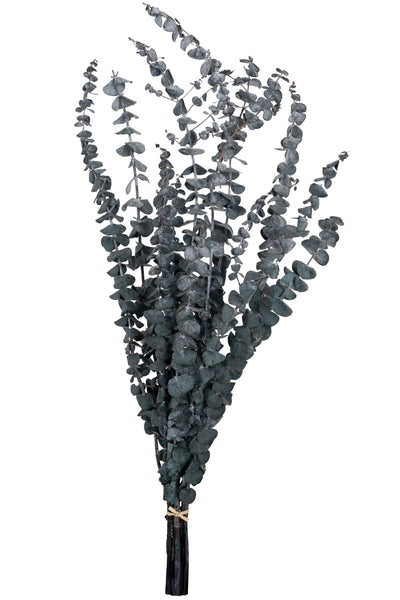 Crenguta conservata de Eucalipt Baby H60-70 cm. verde