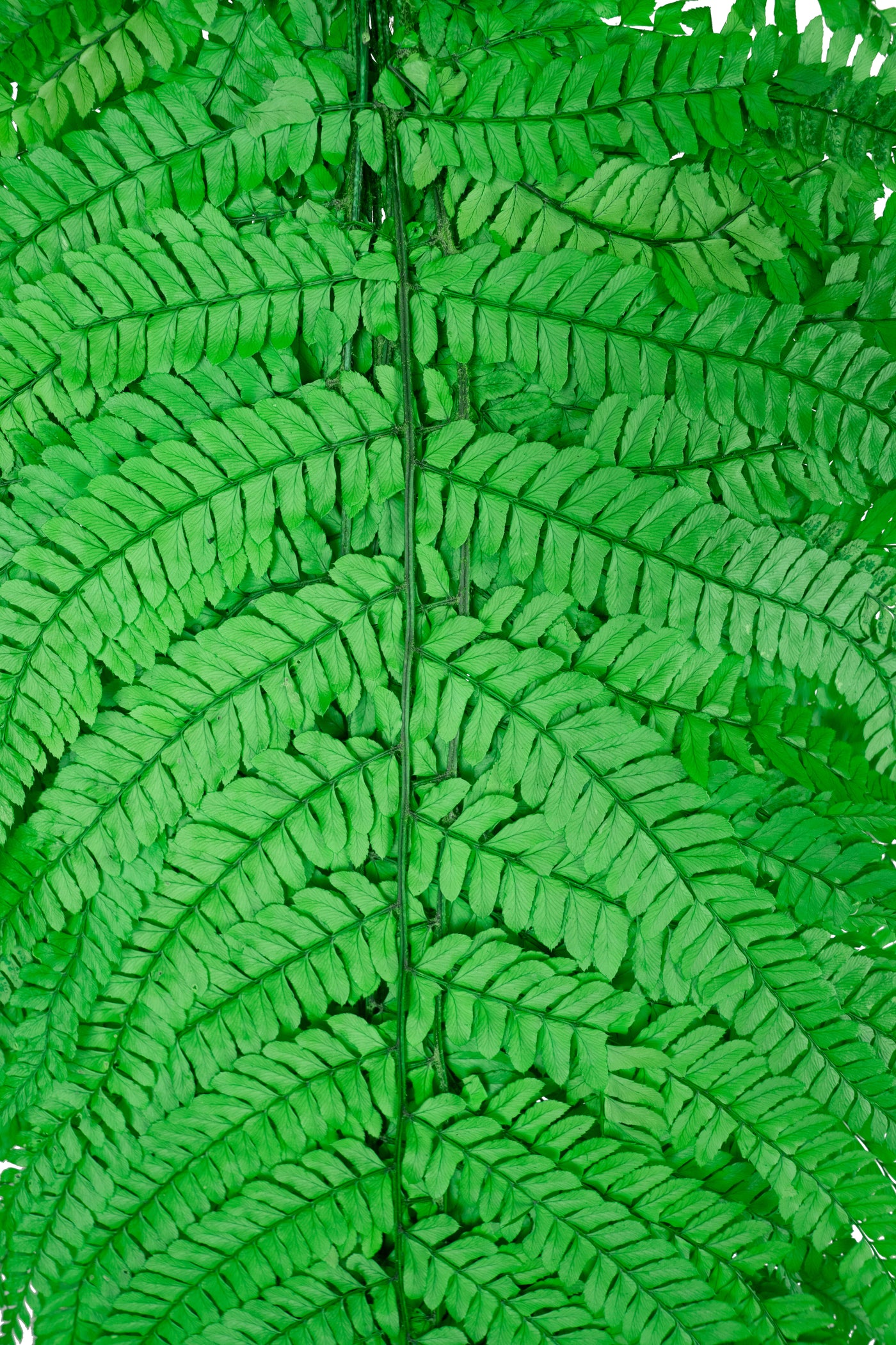 Feriga conservata H60-70 cm verde deschis