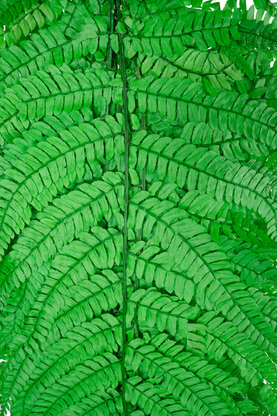 Feriga conservata H60-70 cm verde deschis