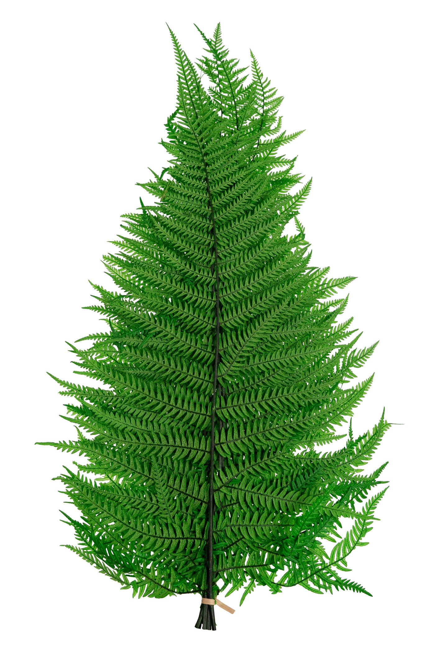 Feriga conservata H50-60 cm verde