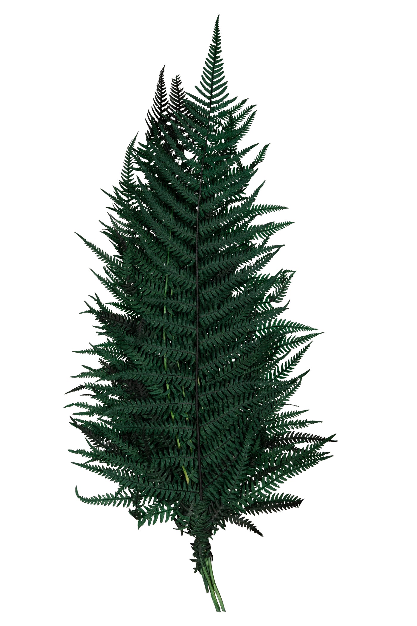 Feriga conservata H50-60 cm verde inchis