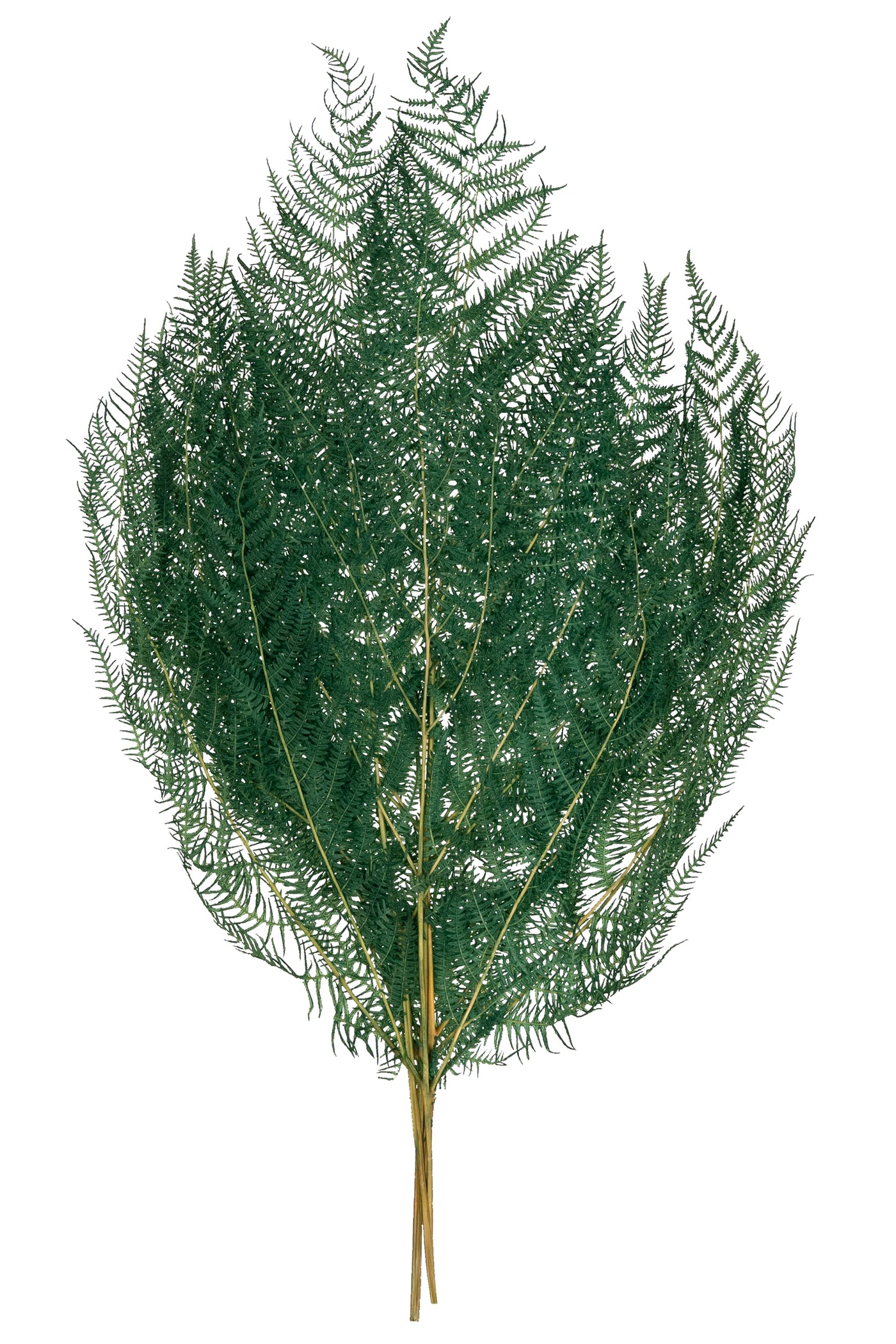 Frunze conservate de feriga H40-50 cm. verde deschis