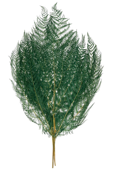 Frunze conservate de feriga H40-50 cm. verde deschis