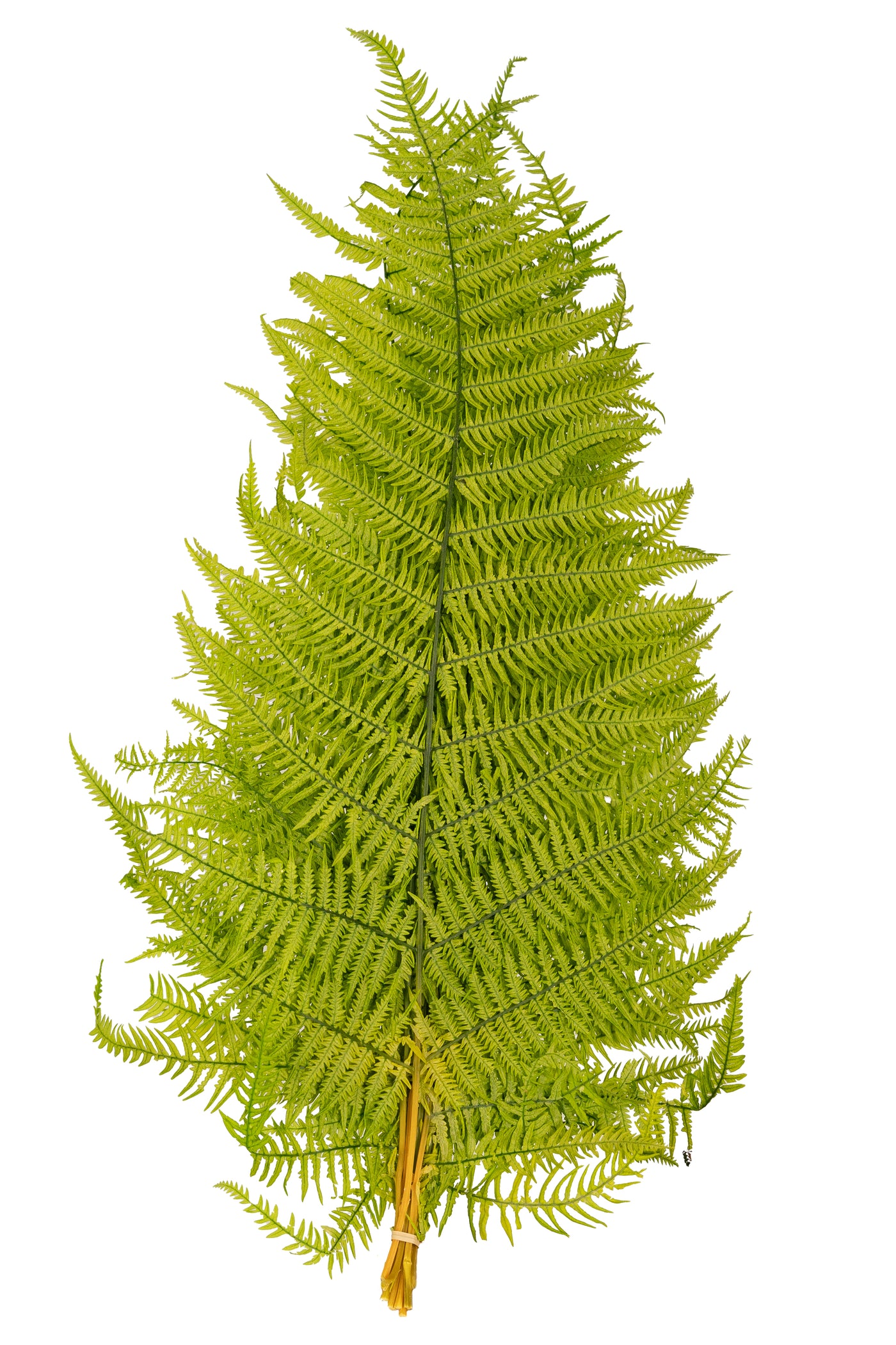 Feriga conservata H50-60 cm verde deschis