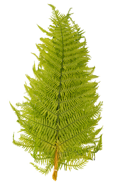Feriga conservata H50-60 cm verde deschis