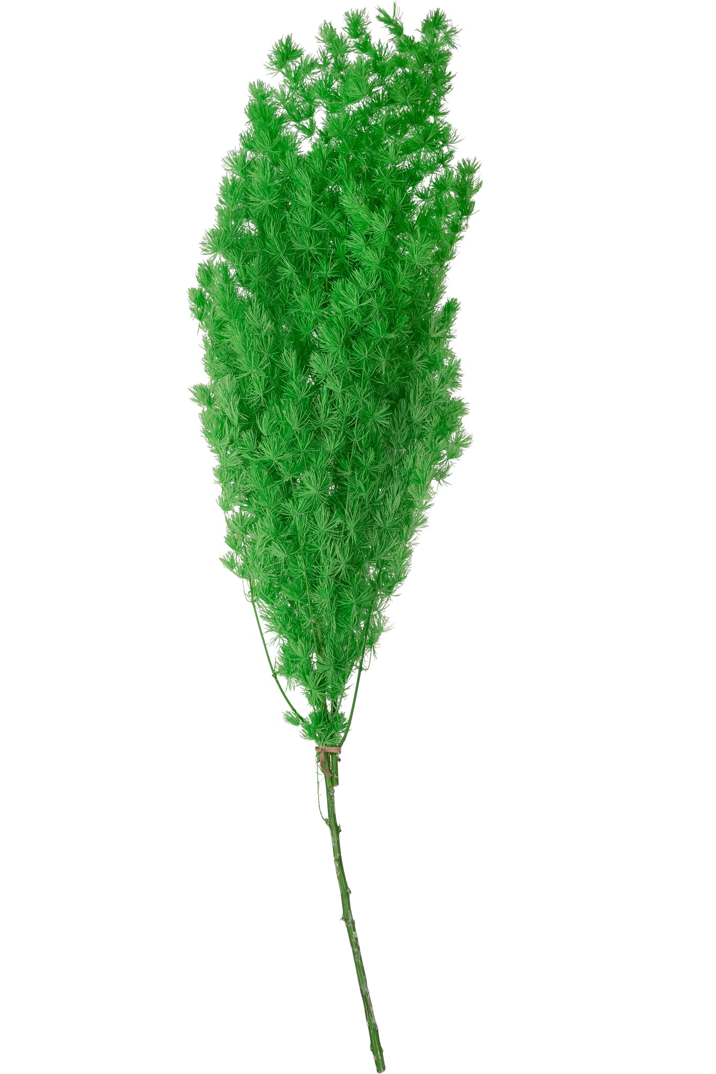 Crengute conservate Aralia ming H50-60 cm verde neon RR36