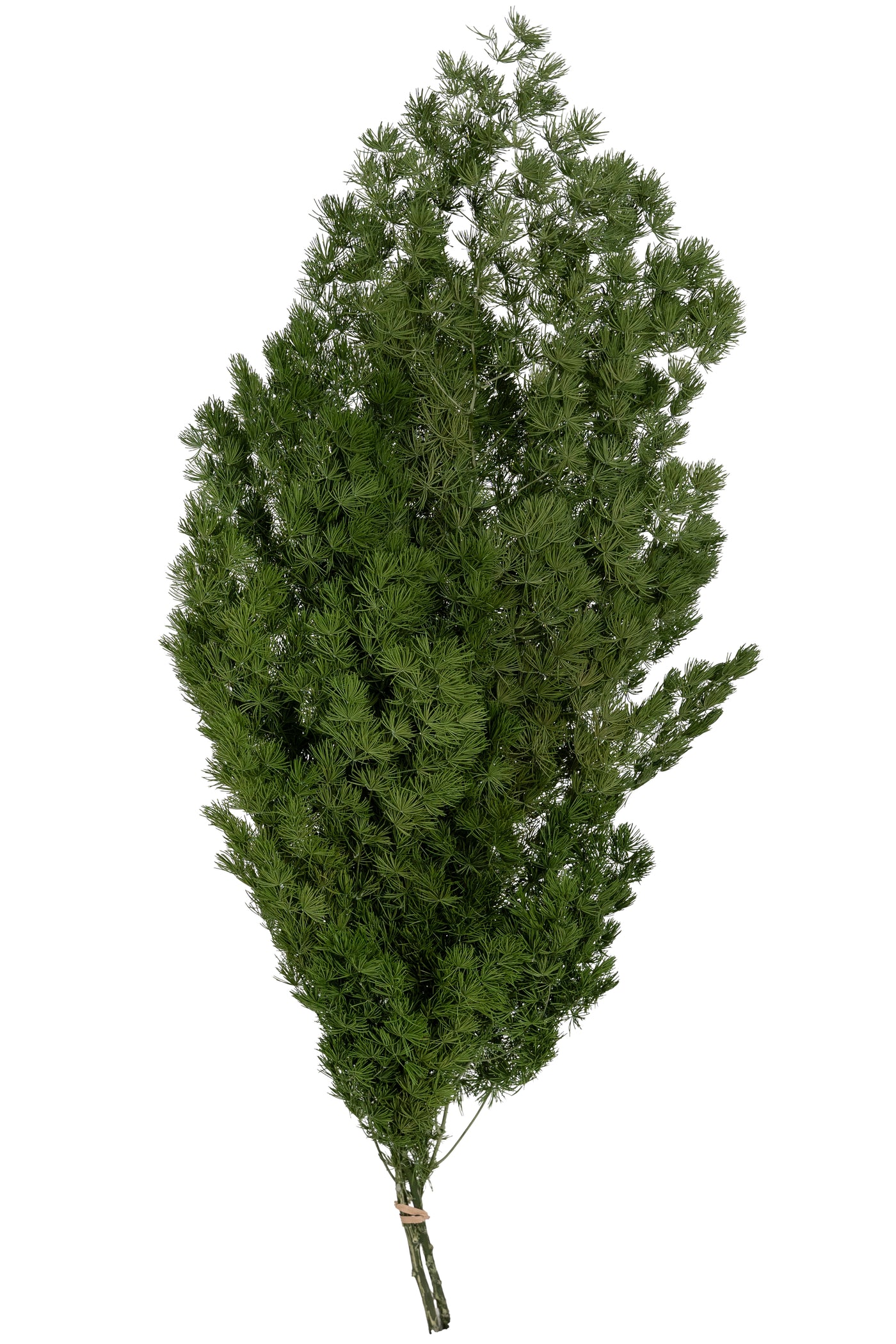 Crengute conservate Aralia ming H50-60 cm verde inchis RR1