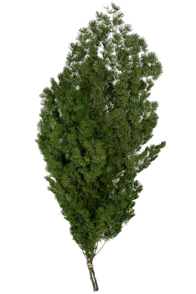 Crengute conservate Aralia ming H50-60 cm verde inchis RR1