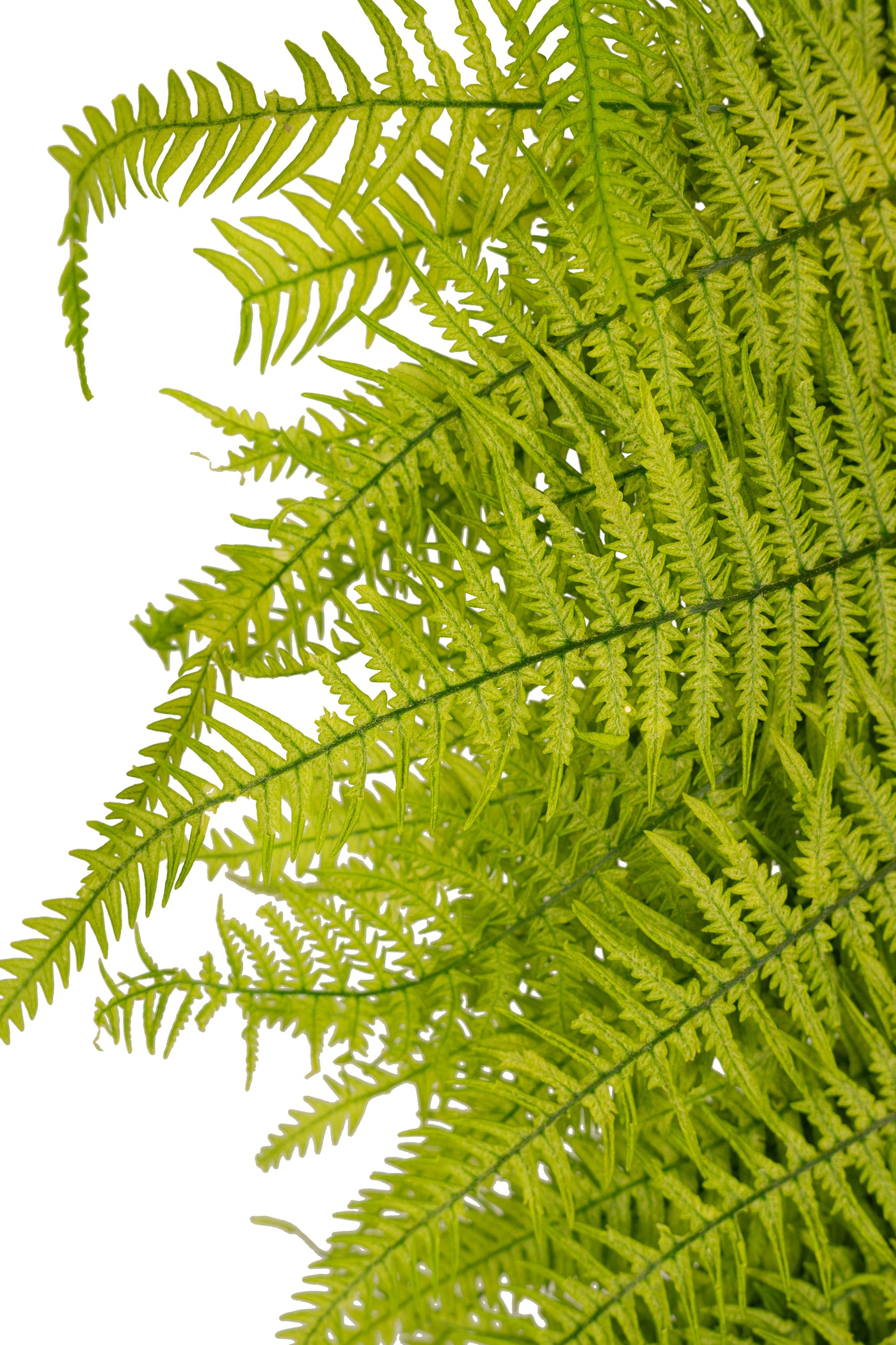 Feriga conservata H50-60 cm verde deschis