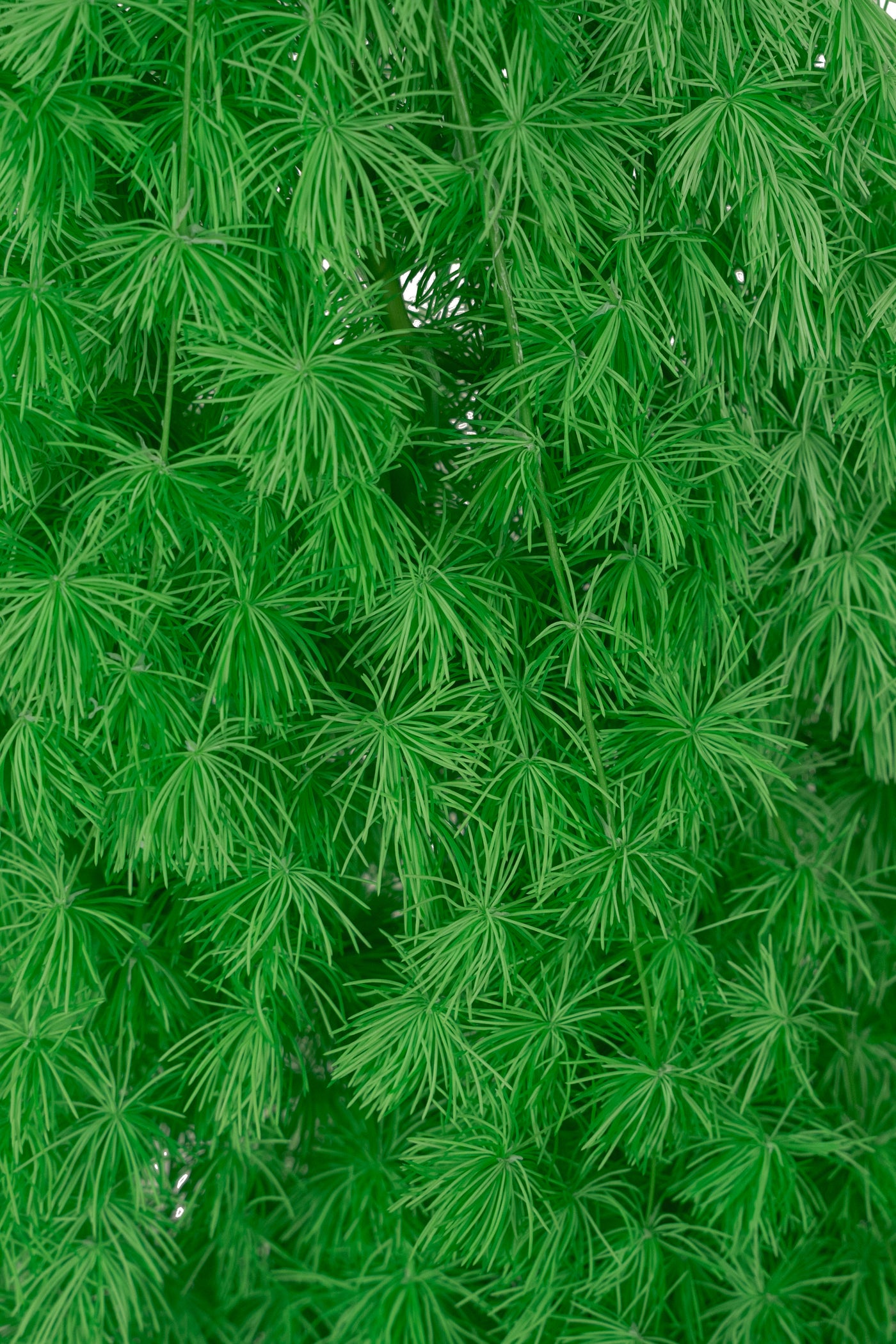Crengute conservate Aralia ming H50-60 cm verde neon RR36