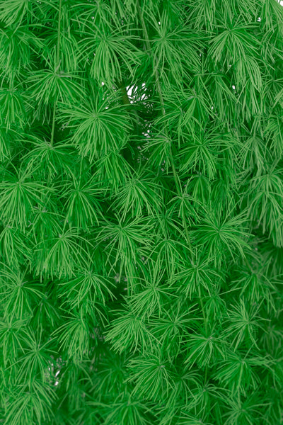 Crengute conservate Aralia ming H50-60 cm verde neon RR36
