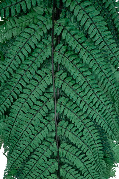 Feriga conservata H60-70 cm verde inchis
