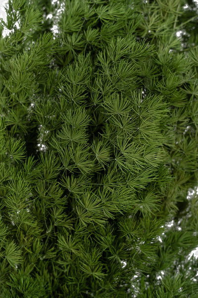 Crengute conservate Aralia ming H50-60 cm verde inchis RR1