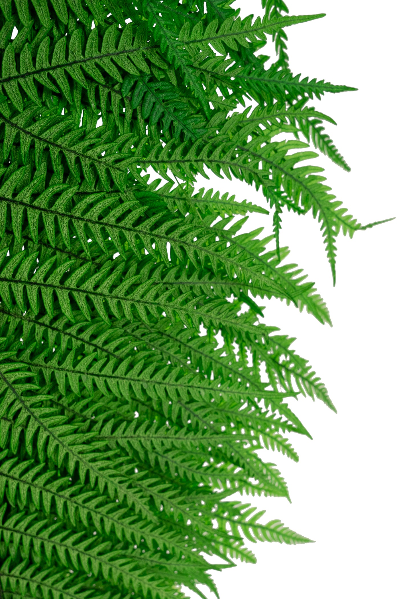 Feriga conservata H50-60 cm verde