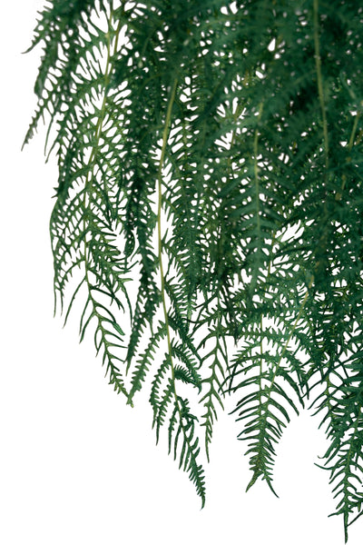 Frunze conservate de feriga H40-50 cm. verde deschis