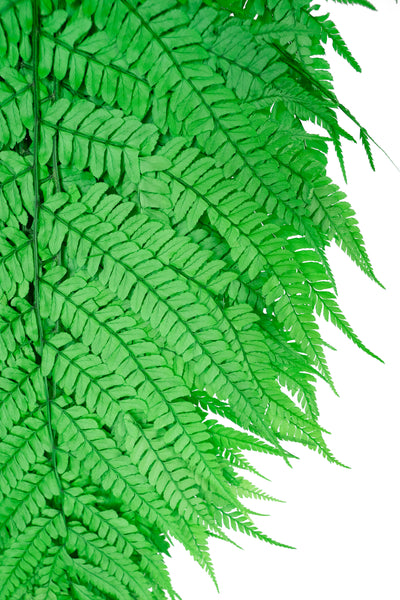 Feriga conservata H60-70 cm verde deschis
