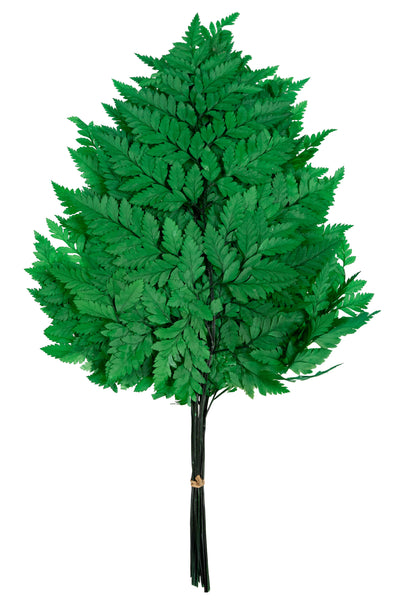 Feriga conservata H30-40 cm verde
