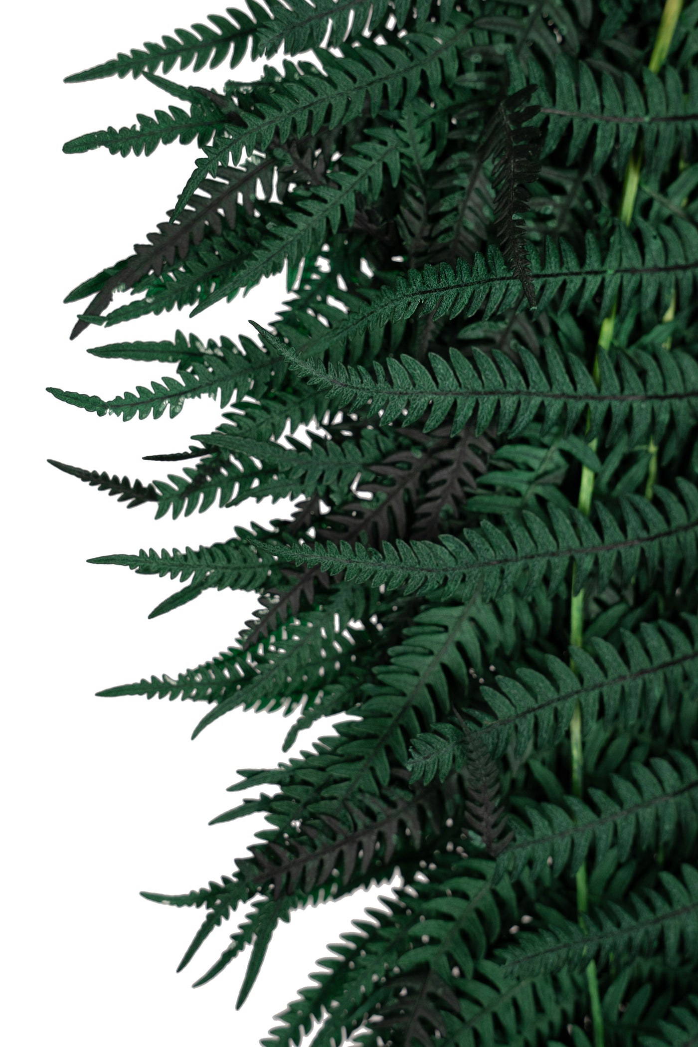 Feriga conservata H50-60 cm verde inchis