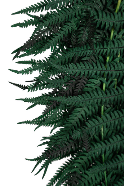 Feriga conservata H50-60 cm verde inchis