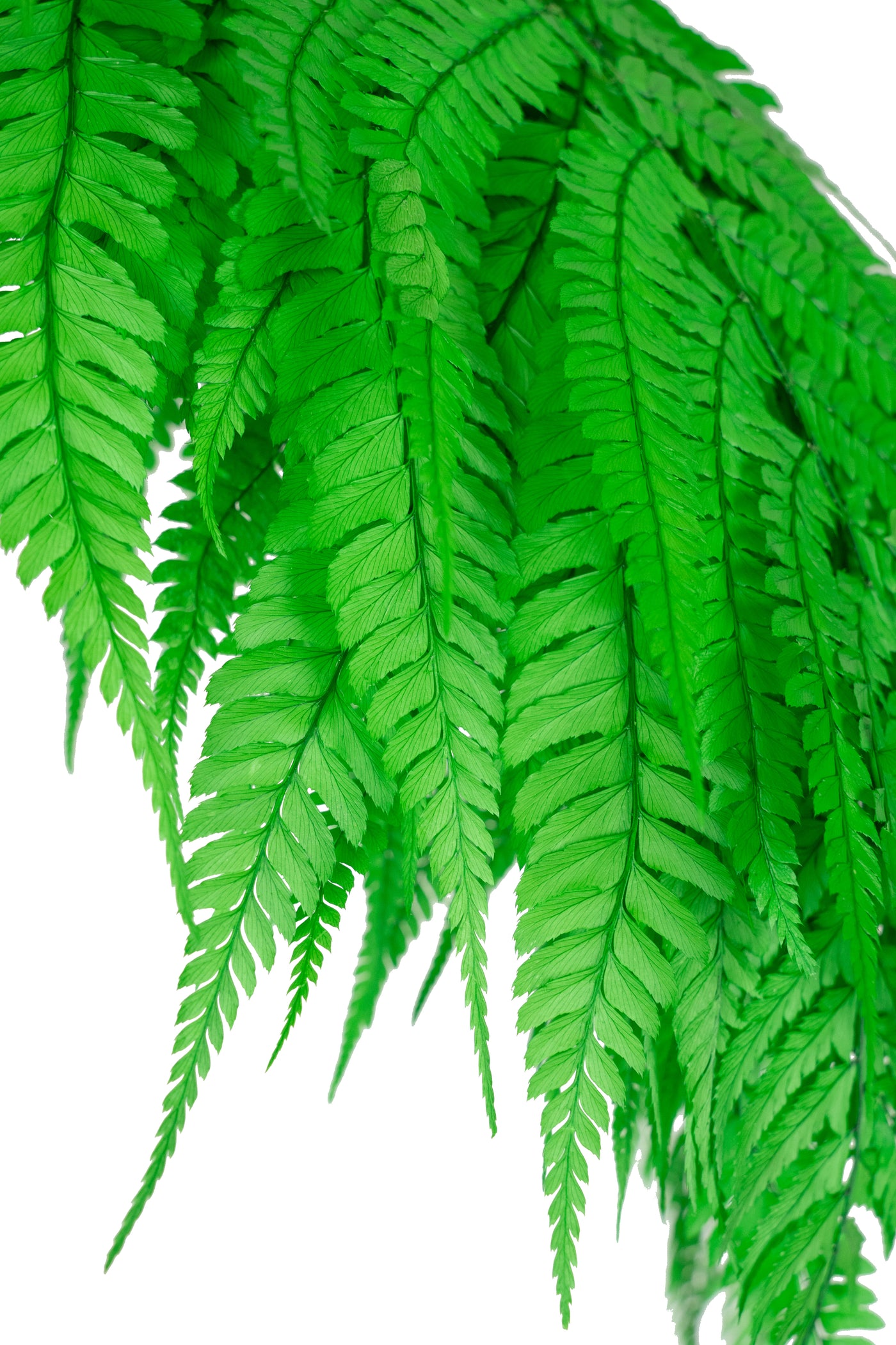 Feriga conservata H60-70 cm verde deschis