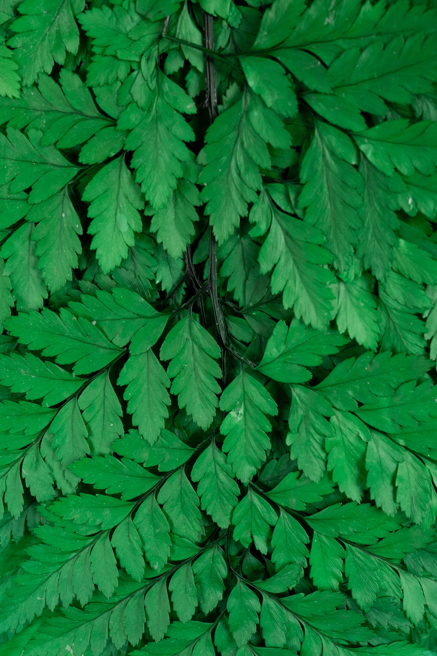 Feriga conservata H30-40 cm verde