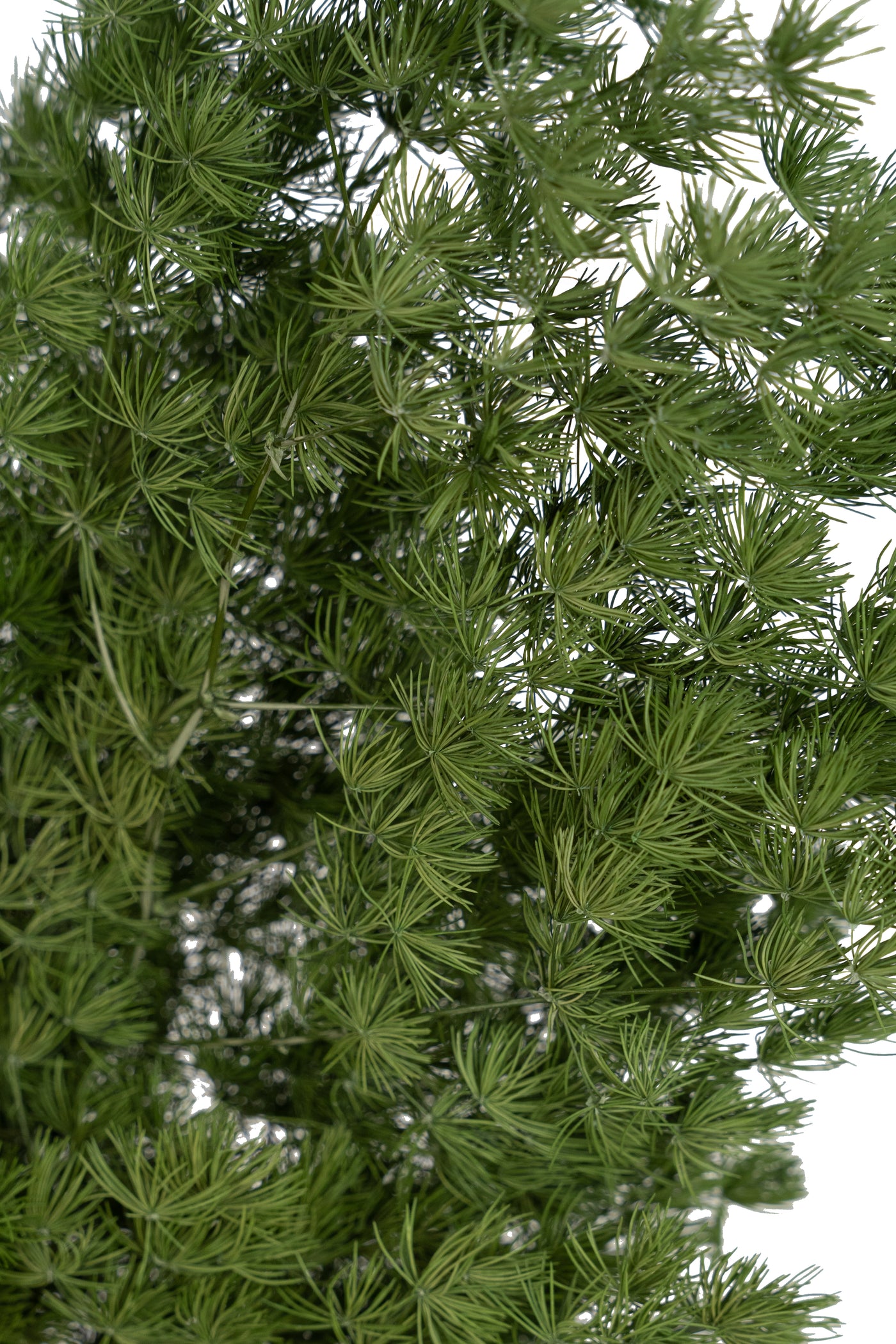 Crengute conservate Aralia ming H50-60 cm verde inchis RR1