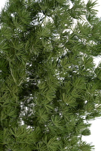 Crengute conservate Aralia ming H50-60 cm verde inchis RR1