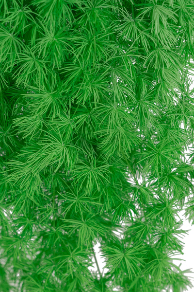 Crengute conservate Aralia ming H50-60 cm verde neon RR36