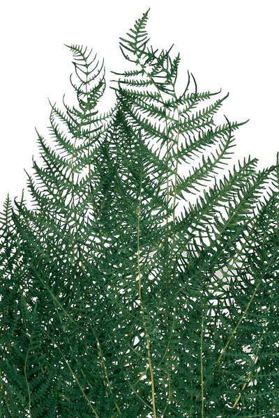 Frunze conservate de feriga H40-50 cm. verde deschis