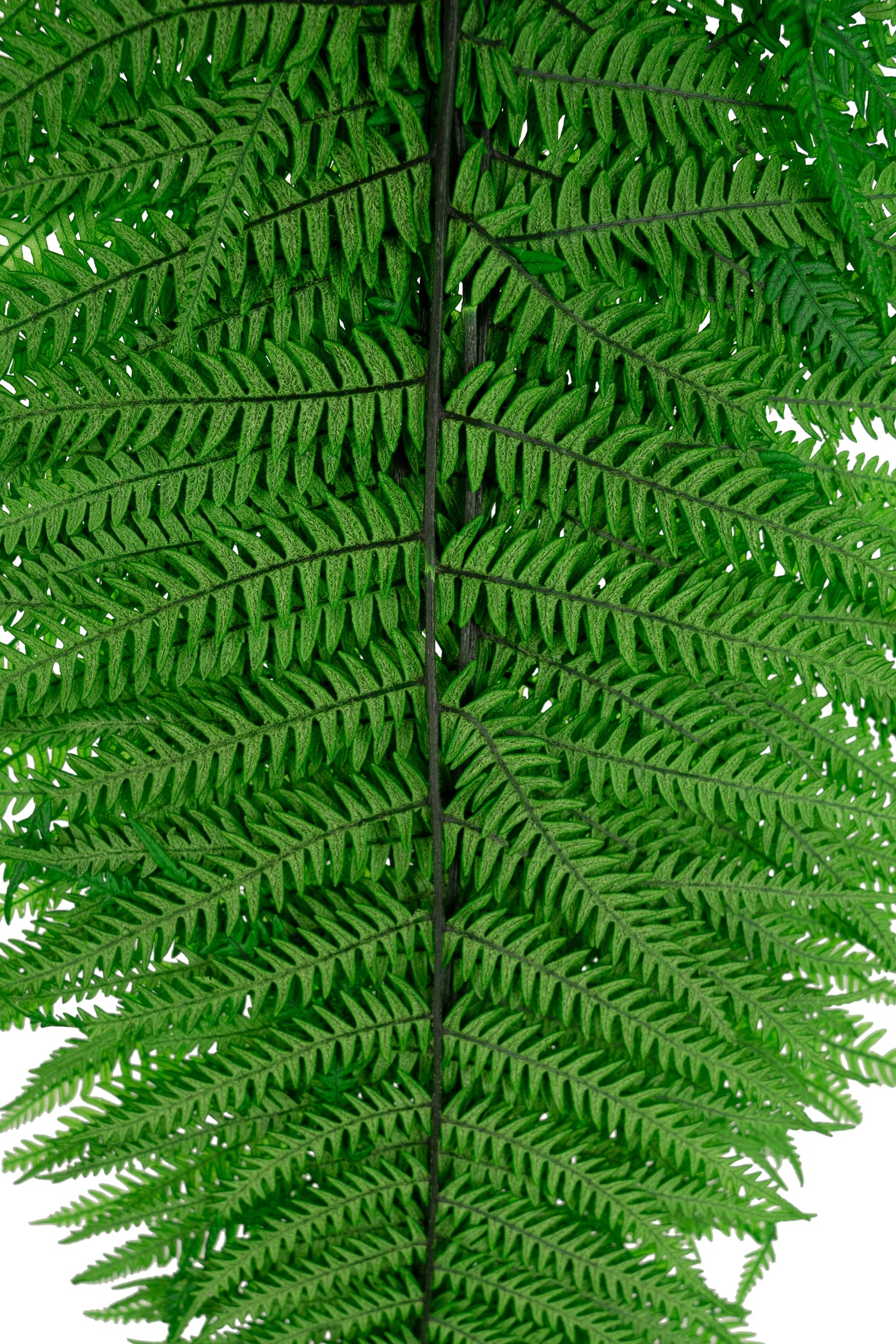 Feriga conservata H50-60 cm verde