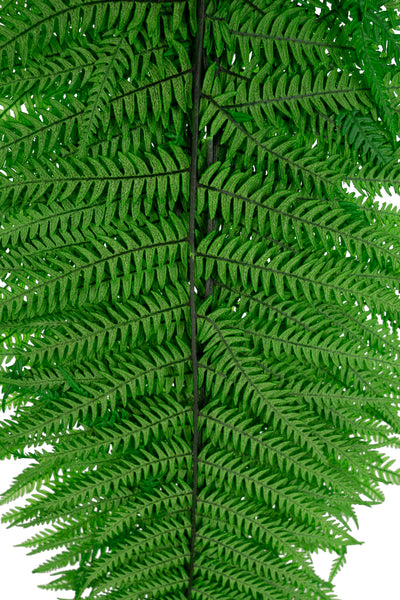Feriga conservata H50-60 cm verde