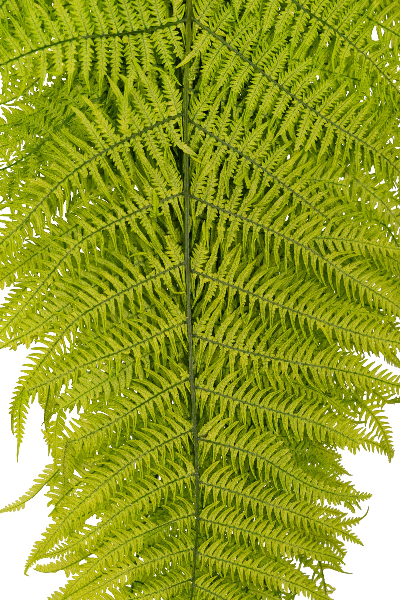 Feriga conservata H50-60 cm verde deschis