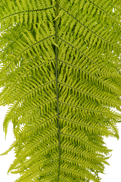 Feriga conservata H50-60 cm verde deschis