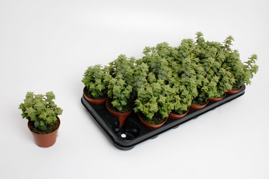 Planta naturala Crassula H15 cm PS8.5 cm in pamant