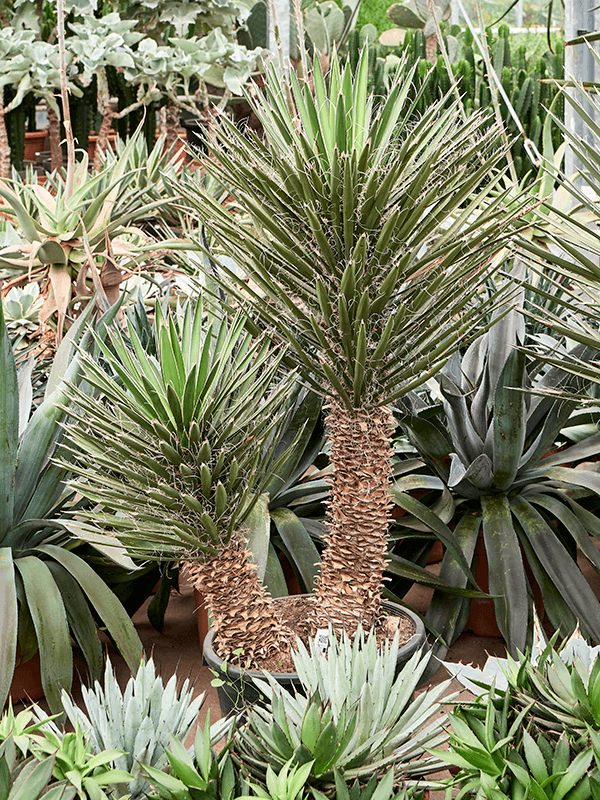 Palmier rezistent la frig Yucca filifera D90xH160 cm
