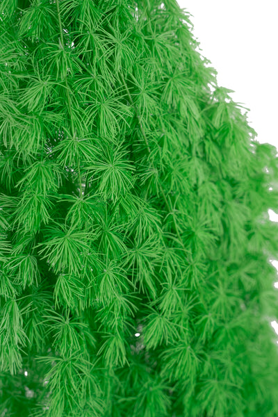 Crengute conservate Aralia ming H50-60 cm verde neon RR36