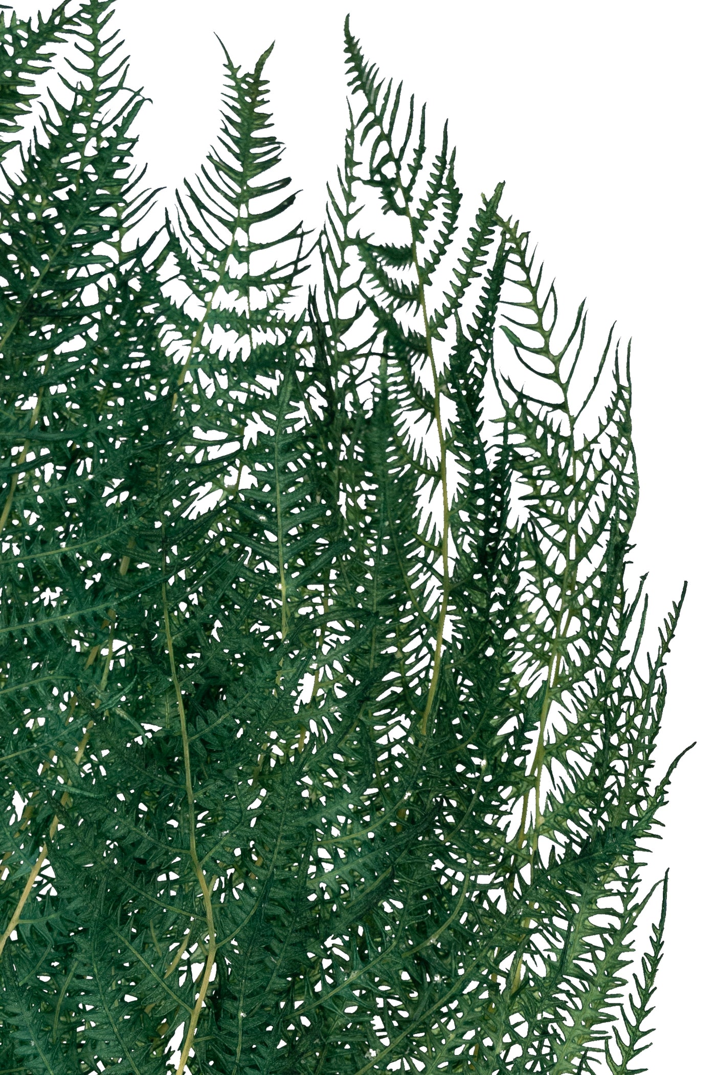 Frunze conservate de feriga H40-50 cm. verde deschis
