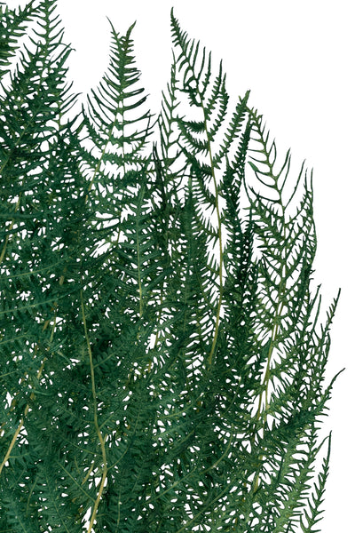 Frunze conservate de feriga H40-50 cm. verde deschis