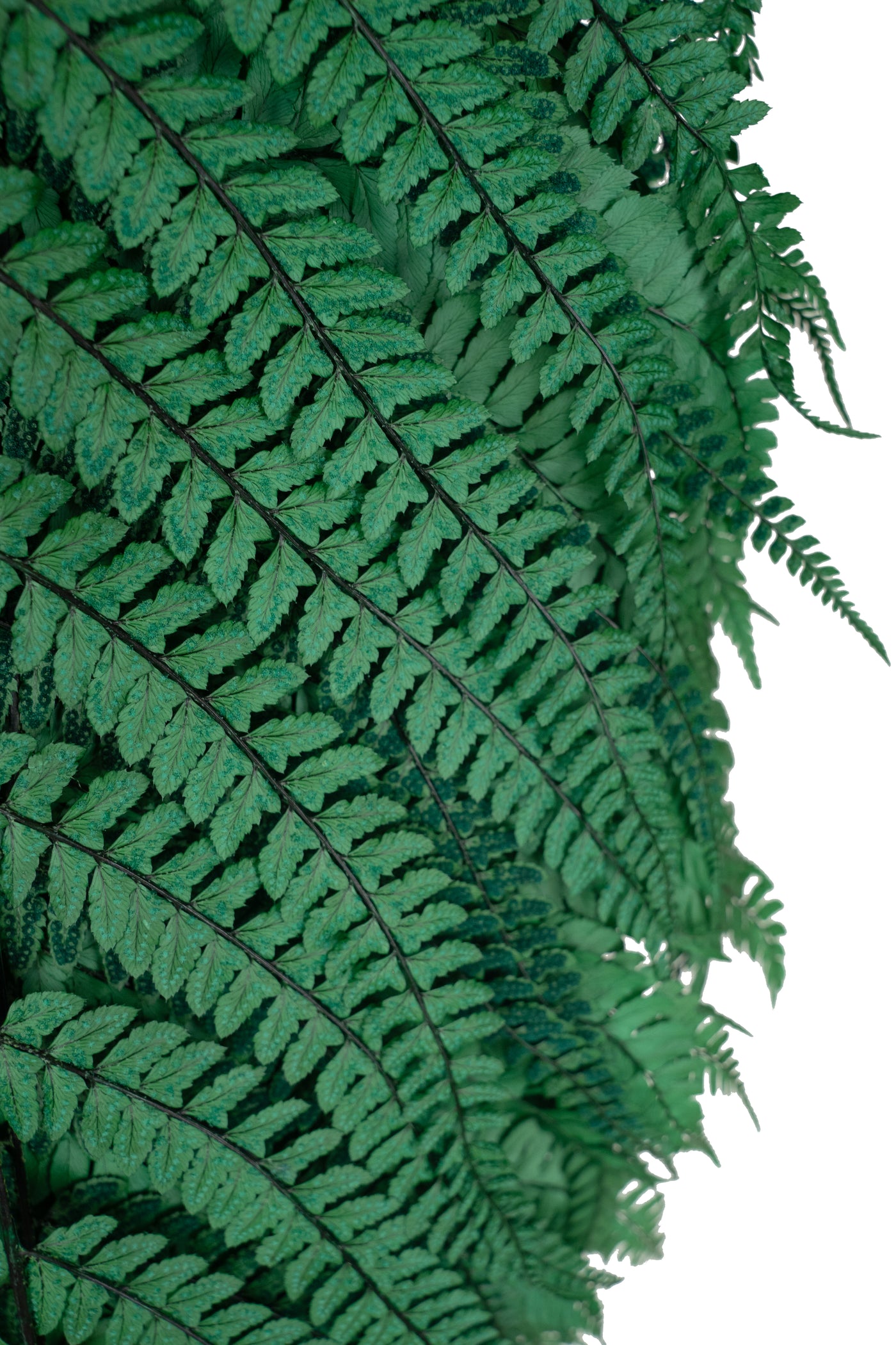 Feriga conservata H60-70 cm verde inchis