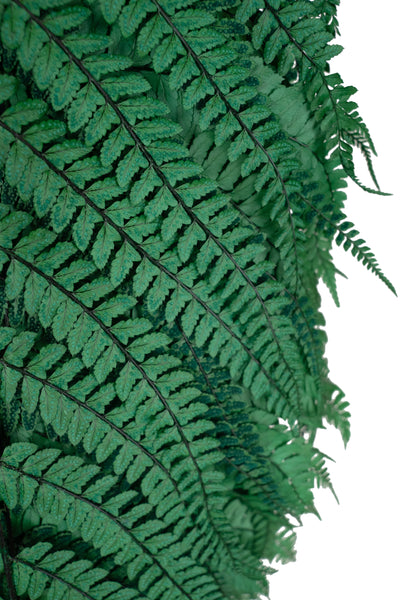 Feriga conservata H60-70 cm verde inchis