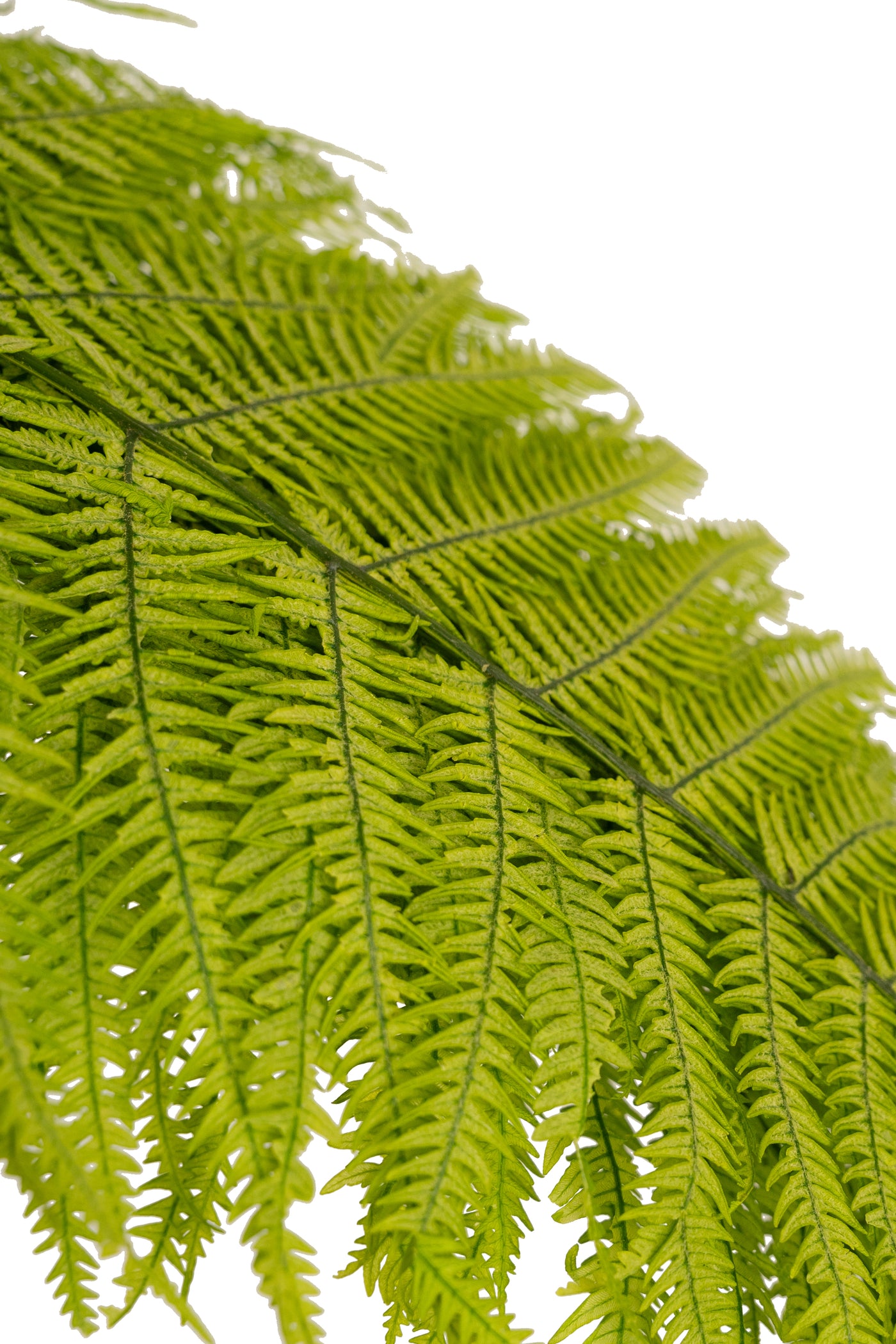 Feriga conservata H50-60 cm verde deschis