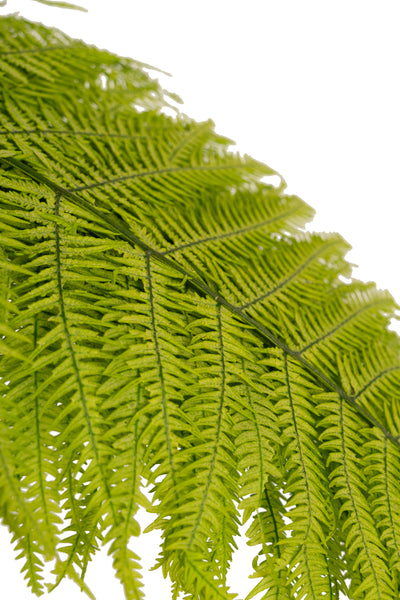 Feriga conservata H50-60 cm verde deschis