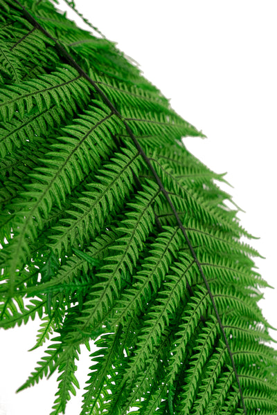 Feriga conservata H50-60 cm verde