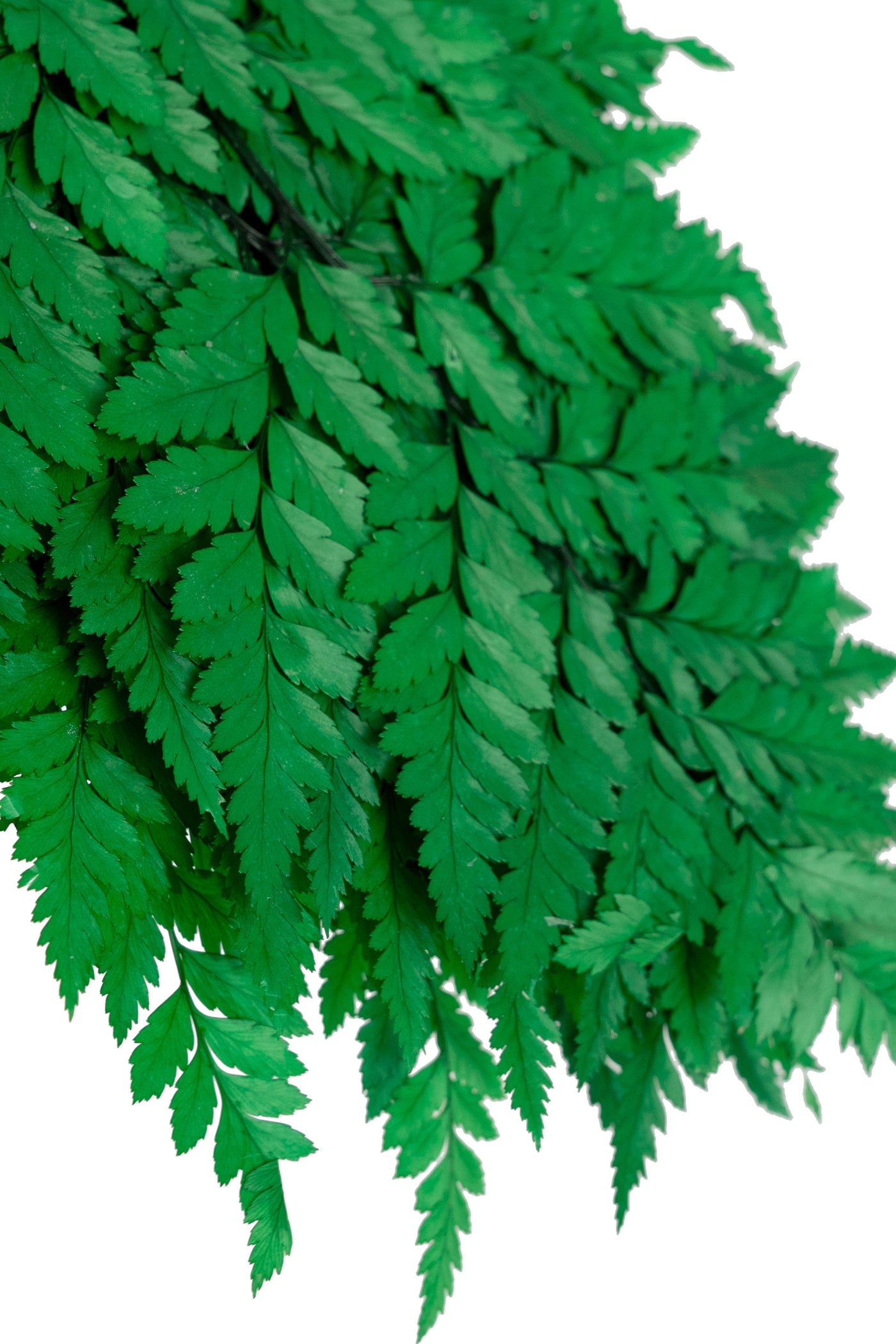 Feriga conservata H30-40 cm verde