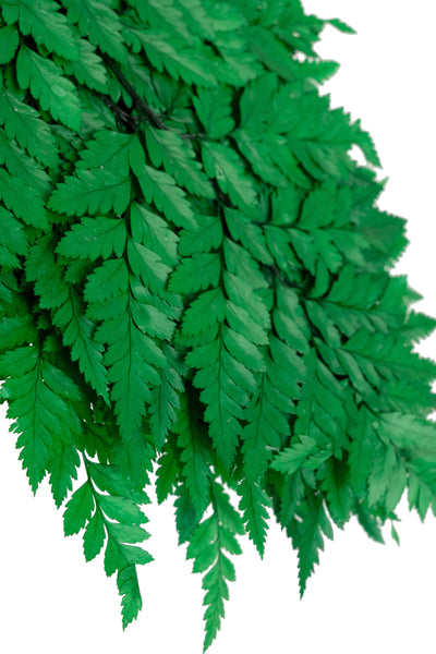 Feriga conservata H30-40 cm verde