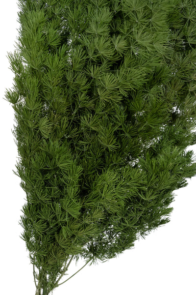 Crengute conservate Aralia ming H50-60 cm verde inchis RR1