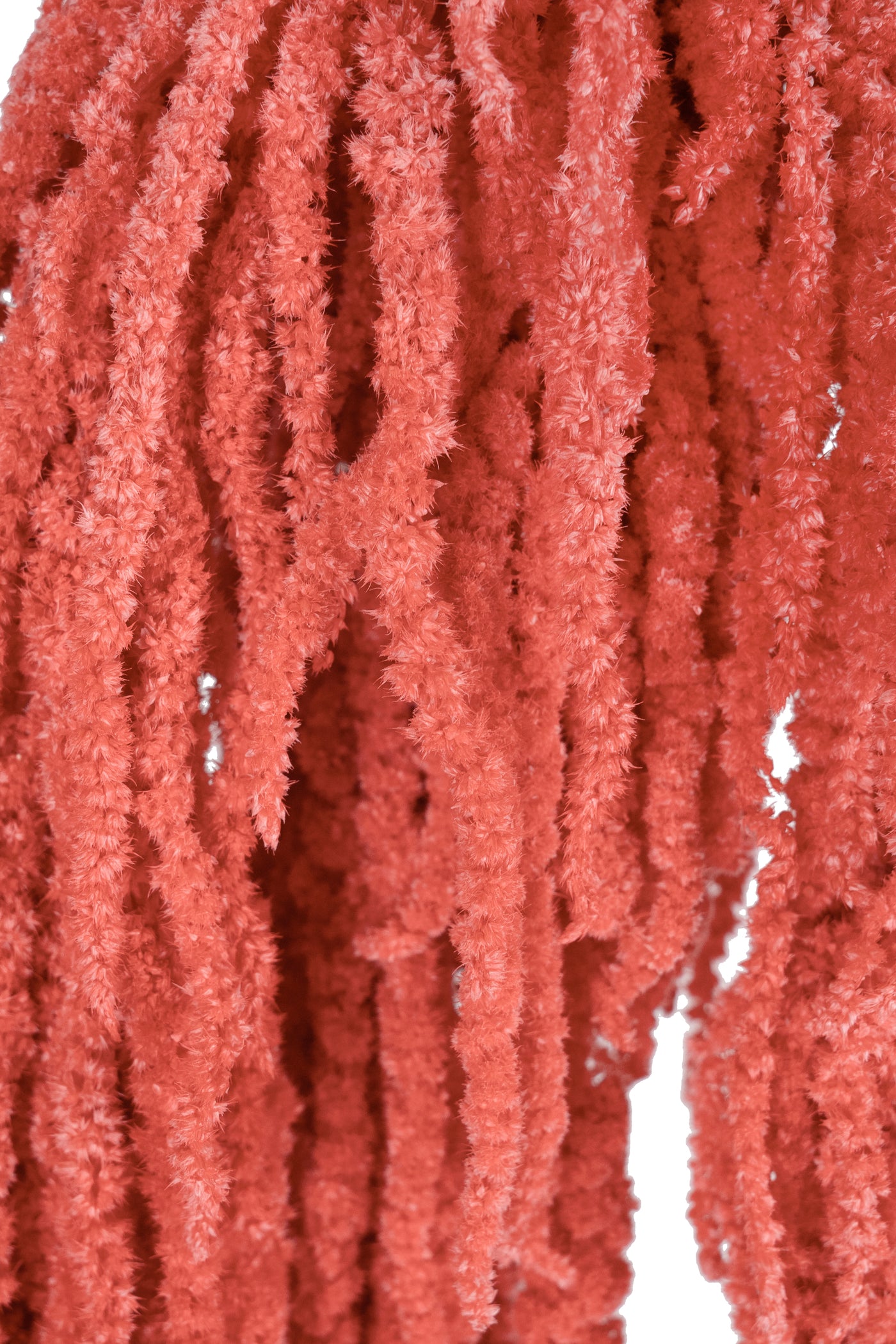 Crenguta conservata de Amaranthus H70-80 cm roz coral